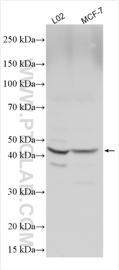 Western Blot (WB) analysis of various lysates using SP6 Polyclonal antibody (28561-1-AP)