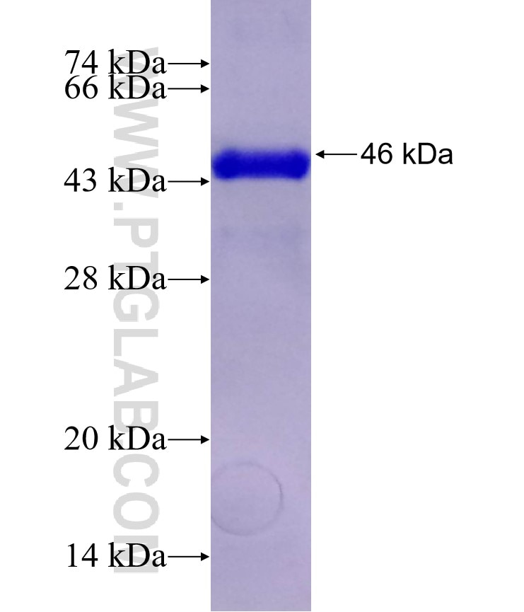SP6 fusion protein Ag29372 SDS-PAGE