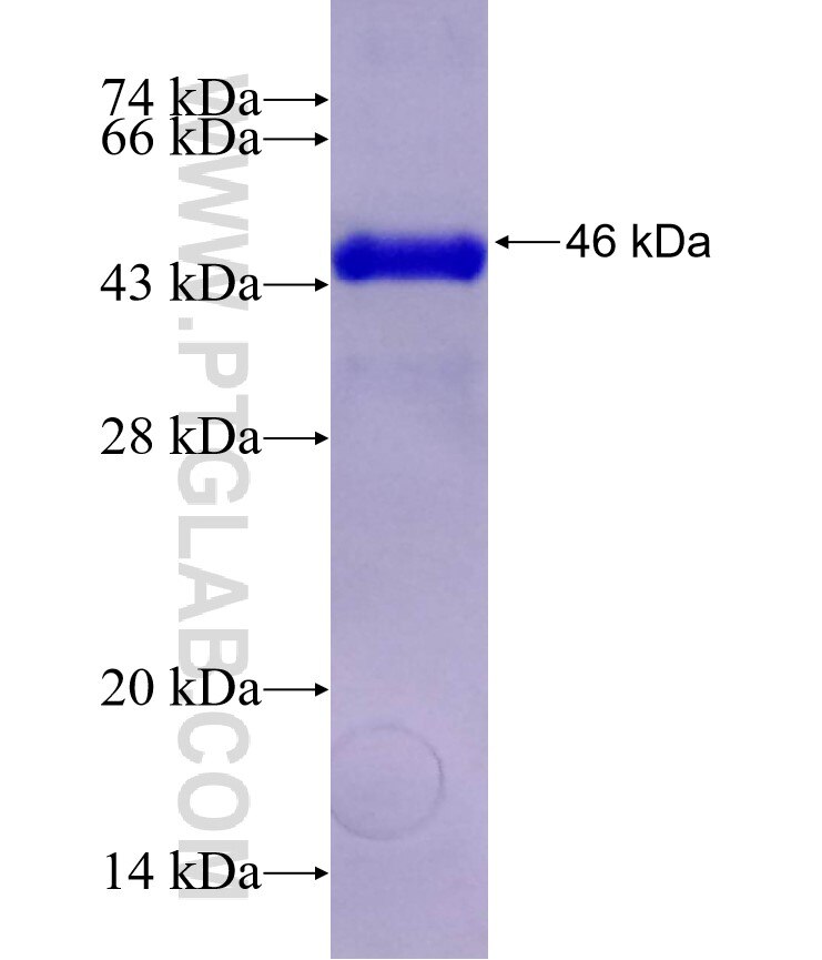 SP6 fusion protein Ag29372 SDS-PAGE