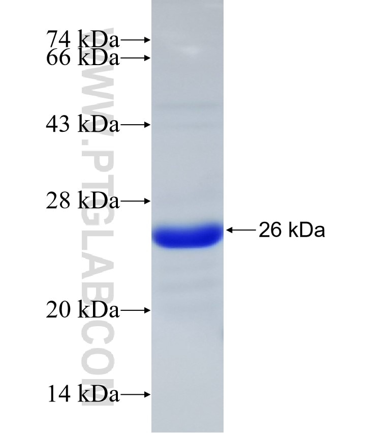 SP8 fusion protein Ag32672 SDS-PAGE