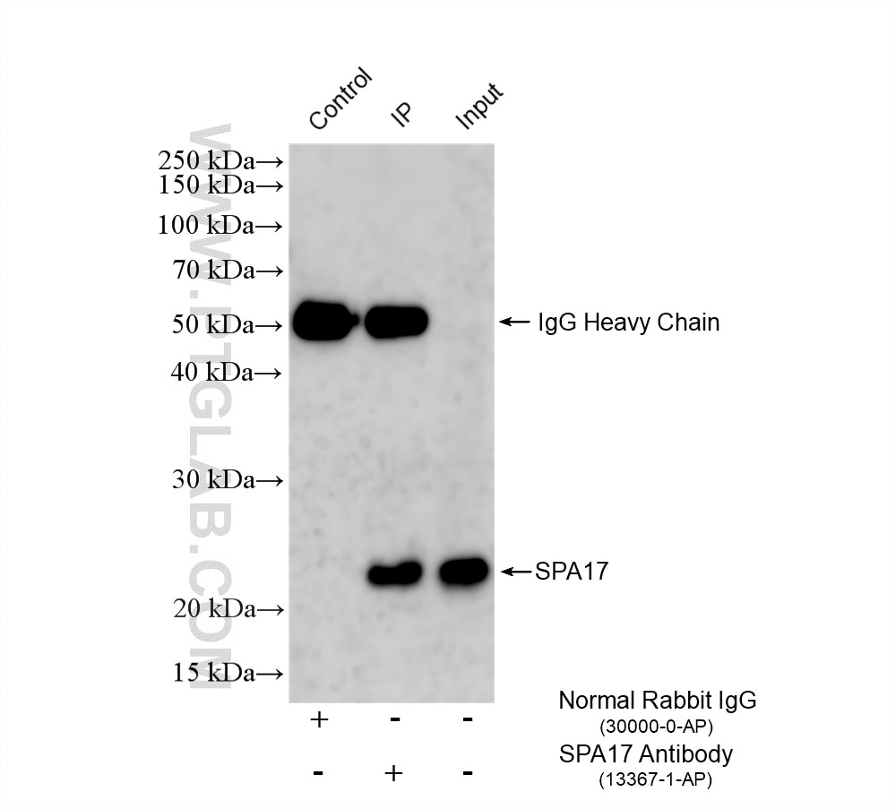Immunoprecipitation (IP) experiment of mouse testis tissue using SPA17 Polyclonal antibody (13367-1-AP)