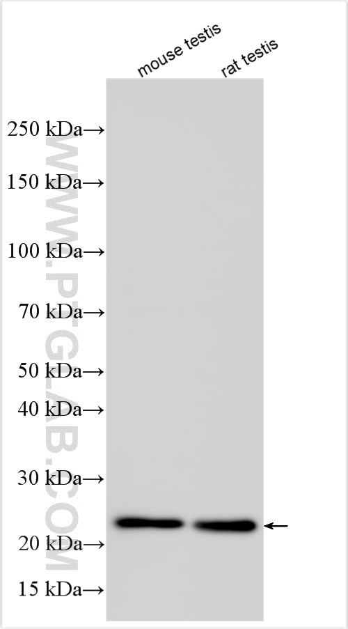 Western Blot (WB) analysis of various lysates using SPA17 Polyclonal antibody (13367-1-AP)