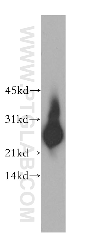 Western Blot (WB) analysis of mouse testis tissue using SPA17 Polyclonal antibody (13367-1-AP)