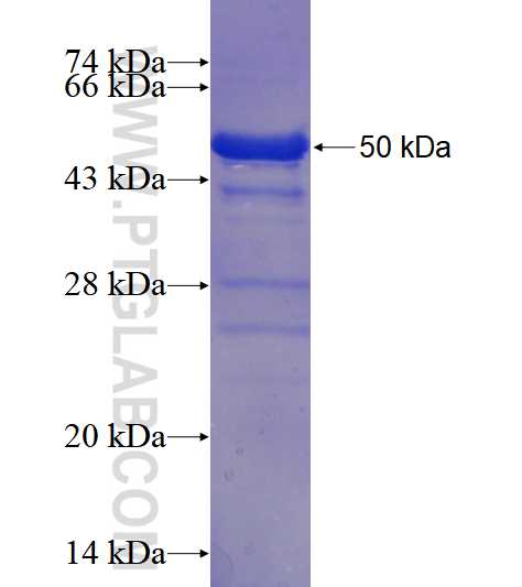 SPA17 fusion protein Ag4186 SDS-PAGE