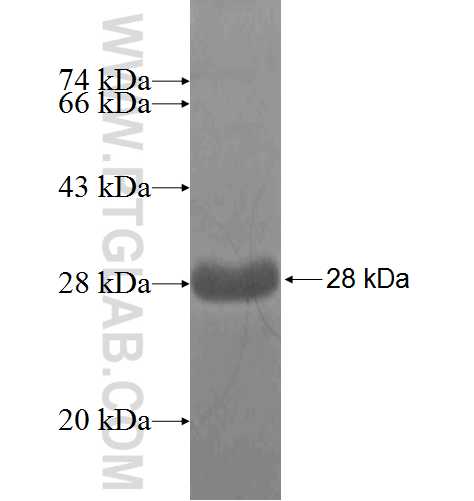 SPA17 fusion protein Ag4360 SDS-PAGE