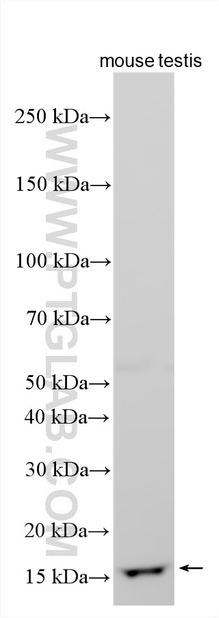 Western Blot (WB) analysis of various lysates using SPACA3 Polyclonal antibody (21137-1-AP)