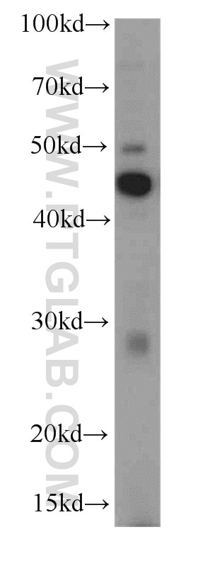 Western Blot (WB) analysis of mouse testis tissue using SPACA3 Polyclonal antibody (21137-1-AP)