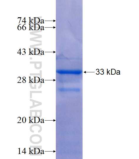 SPACA3 fusion protein Ag15589 SDS-PAGE
