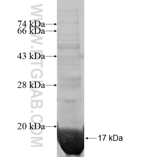 SPACA3 fusion protein Ag15761 SDS-PAGE
