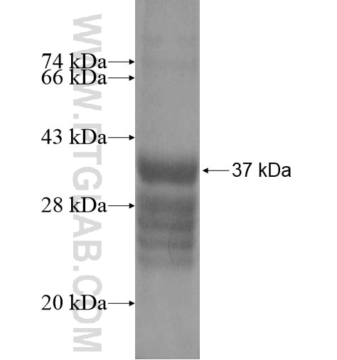 SPACA4 fusion protein Ag11695 SDS-PAGE