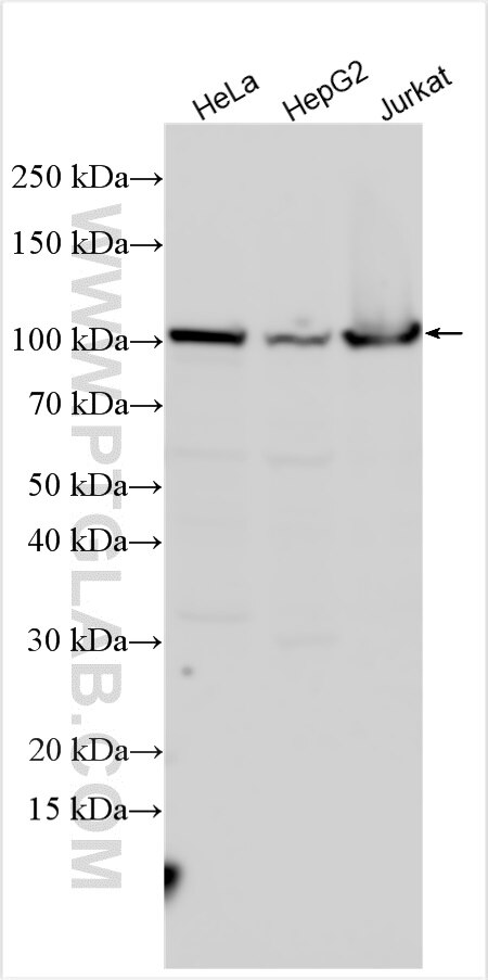 Western Blot (WB) analysis of various lysates using SPAG1-Specific Polyclonal antibody (19720-1-AP)