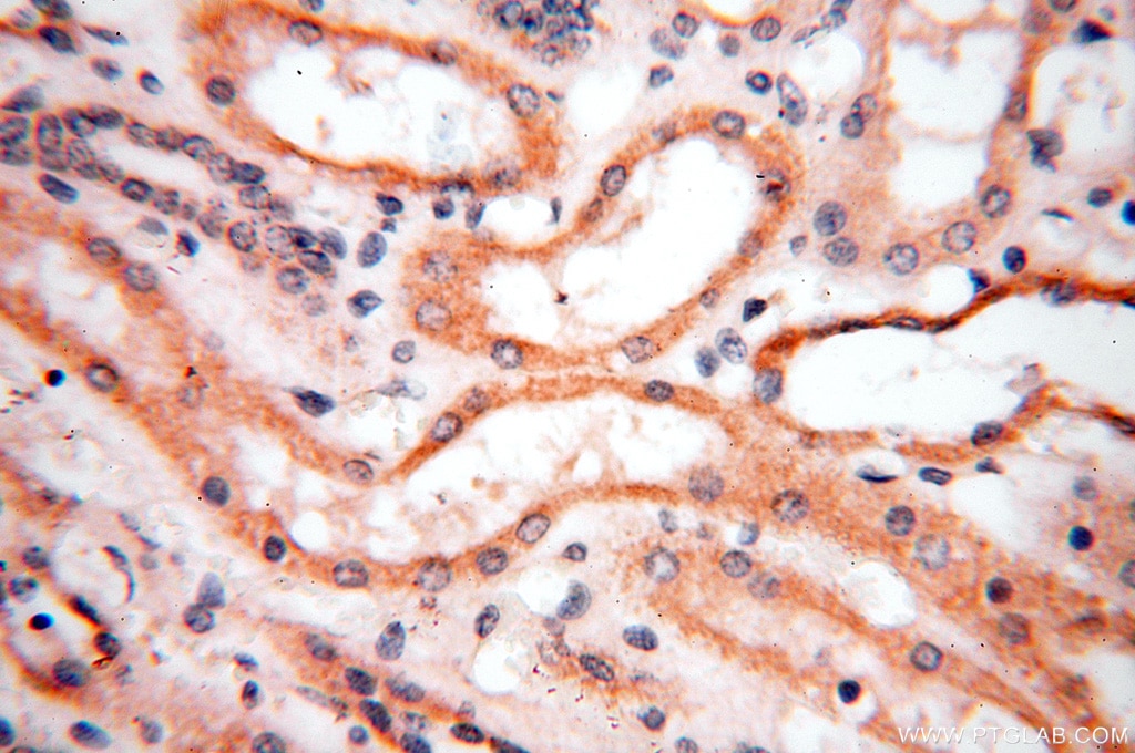 Immunohistochemistry (IHC) staining of human kidney tissue using SPAG11A Polyclonal antibody (16770-1-AP)