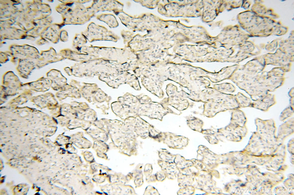 Immunohistochemistry (IHC) staining of human placenta tissue using SPAG11A Polyclonal antibody (16770-1-AP)