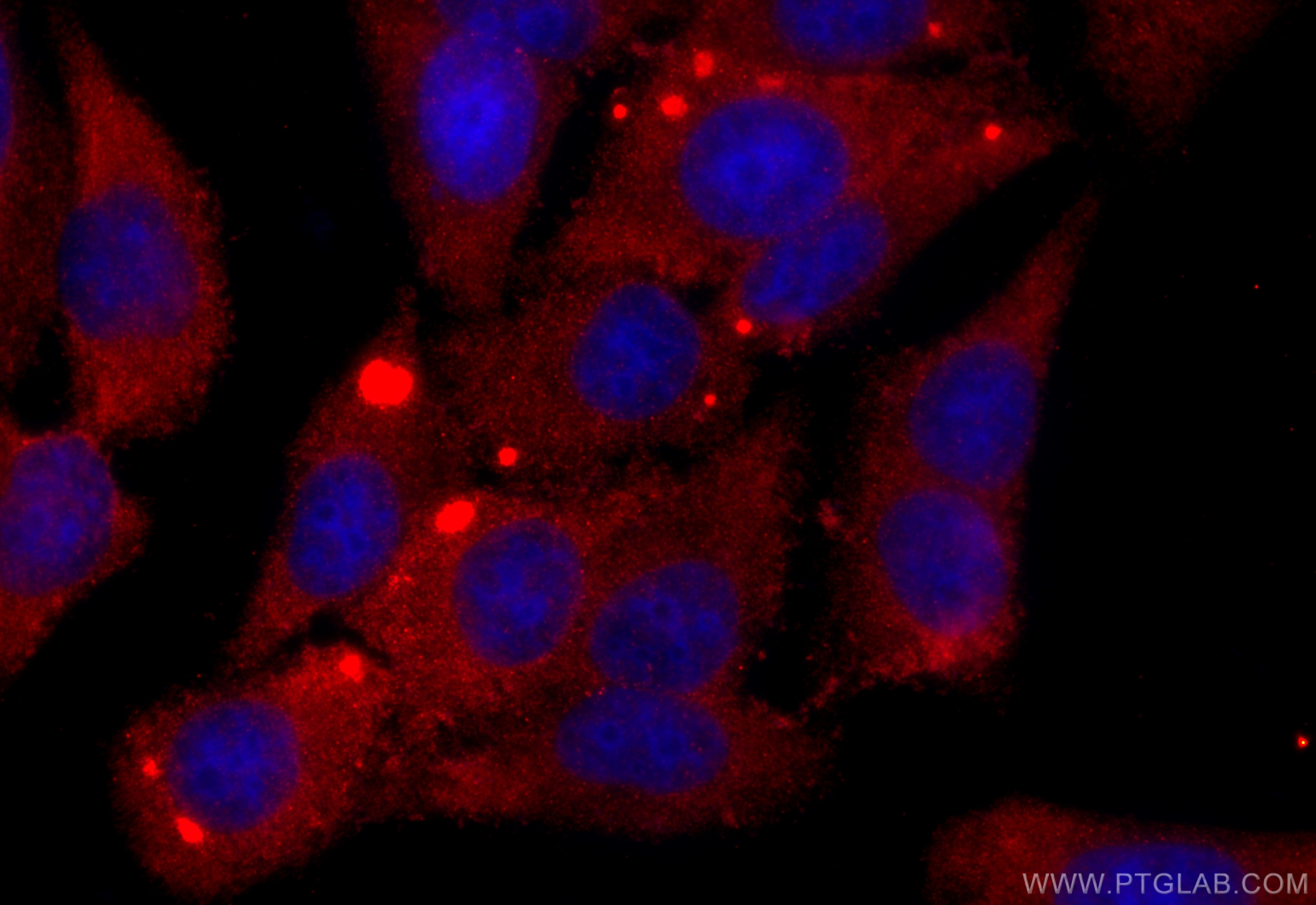 Immunofluorescence (IF) / fluorescent staining of HepG2 cells using SPAG16 Polyclonal antibody (16883-1-AP)