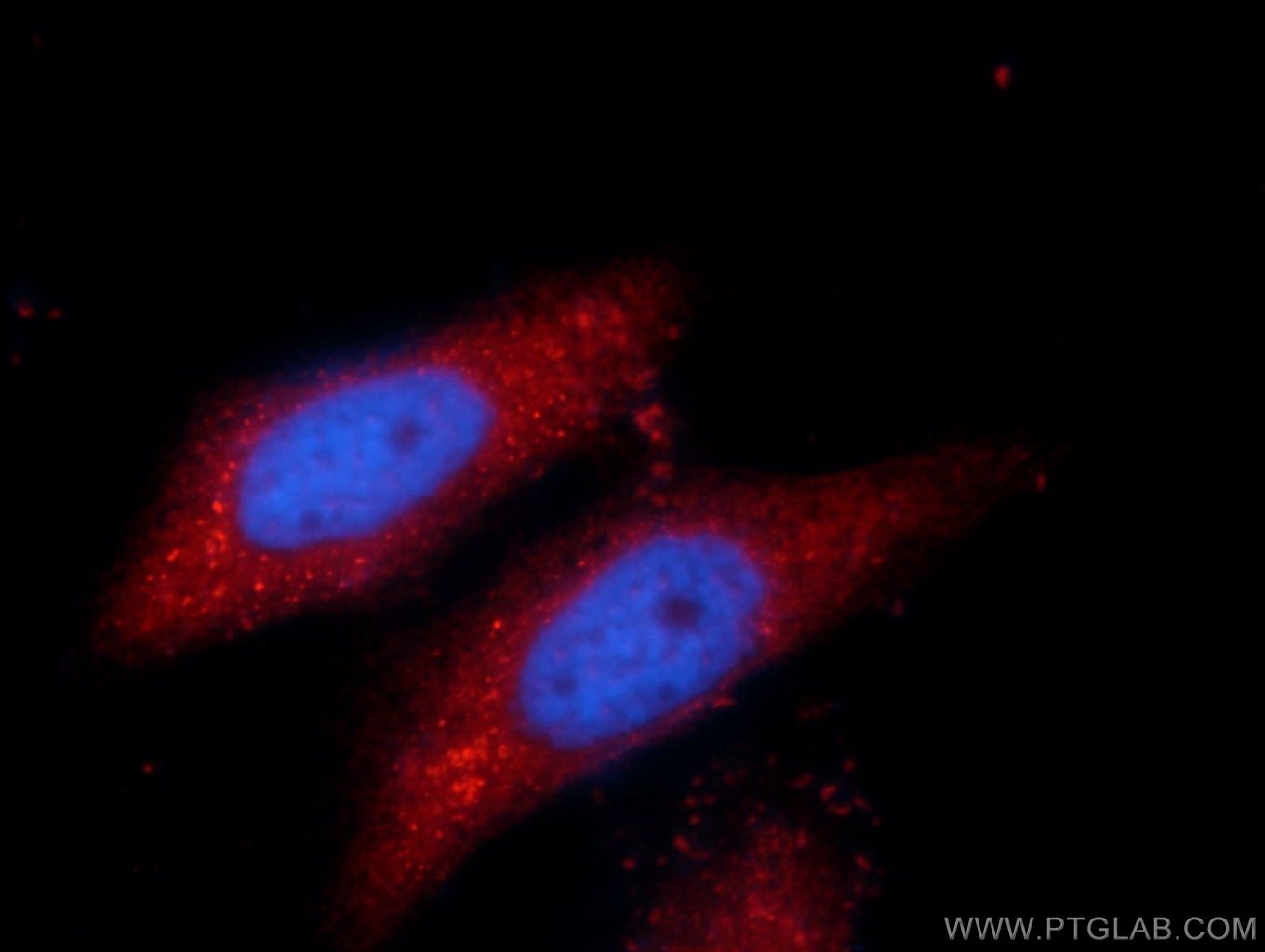Immunofluorescence (IF) / fluorescent staining of HepG2 cells using SPAG16 Polyclonal antibody (16883-1-AP)