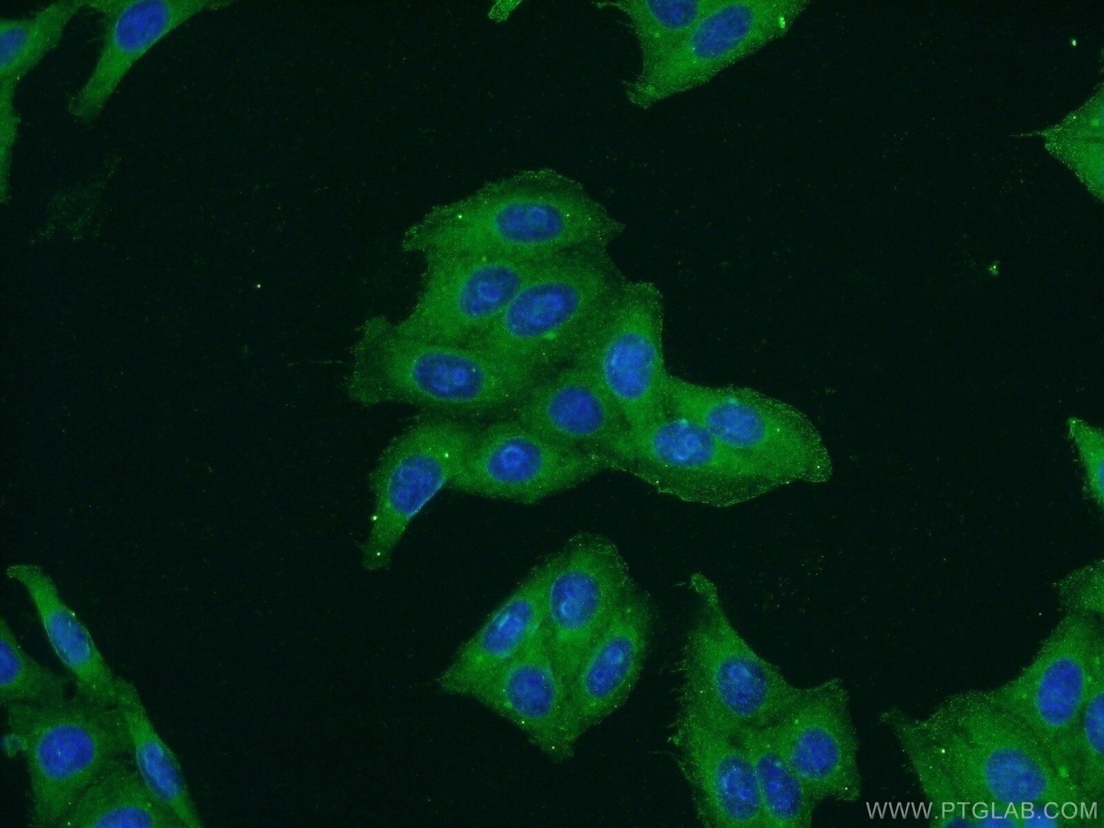 Immunofluorescence (IF) / fluorescent staining of HepG2 cells using SPAG4-Specific Polyclonal antibody (19721-1-AP)