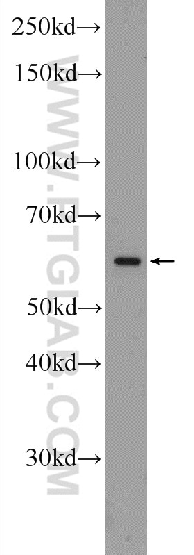 Western Blot (WB) analysis of HepG2 cells using SPAG4-Specific Polyclonal antibody (19721-1-AP)