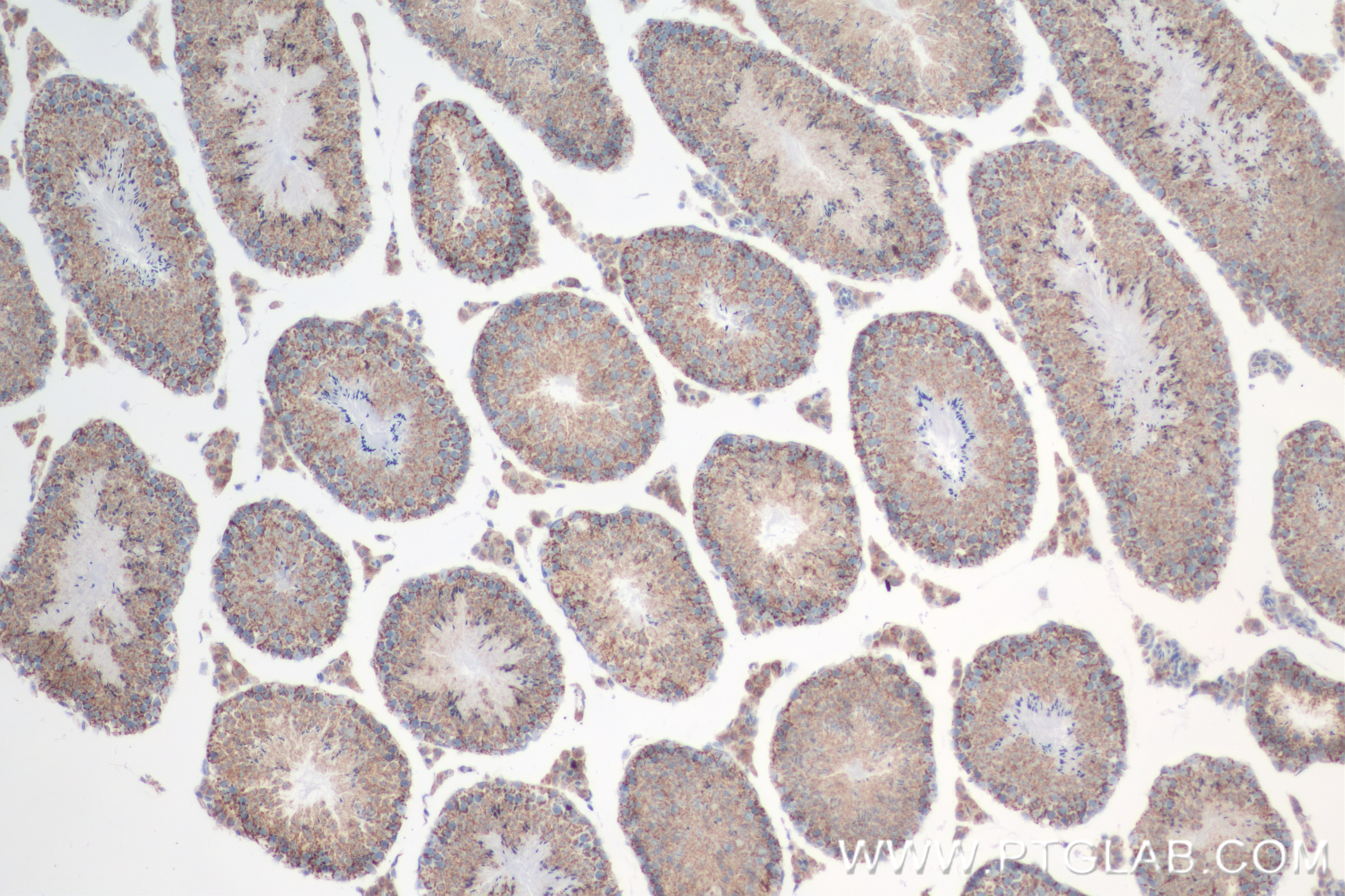 Immunohistochemistry (IHC) staining of mouse testis tissue using SPAG4-Specific Recombinant antibody (84842-1-RR)