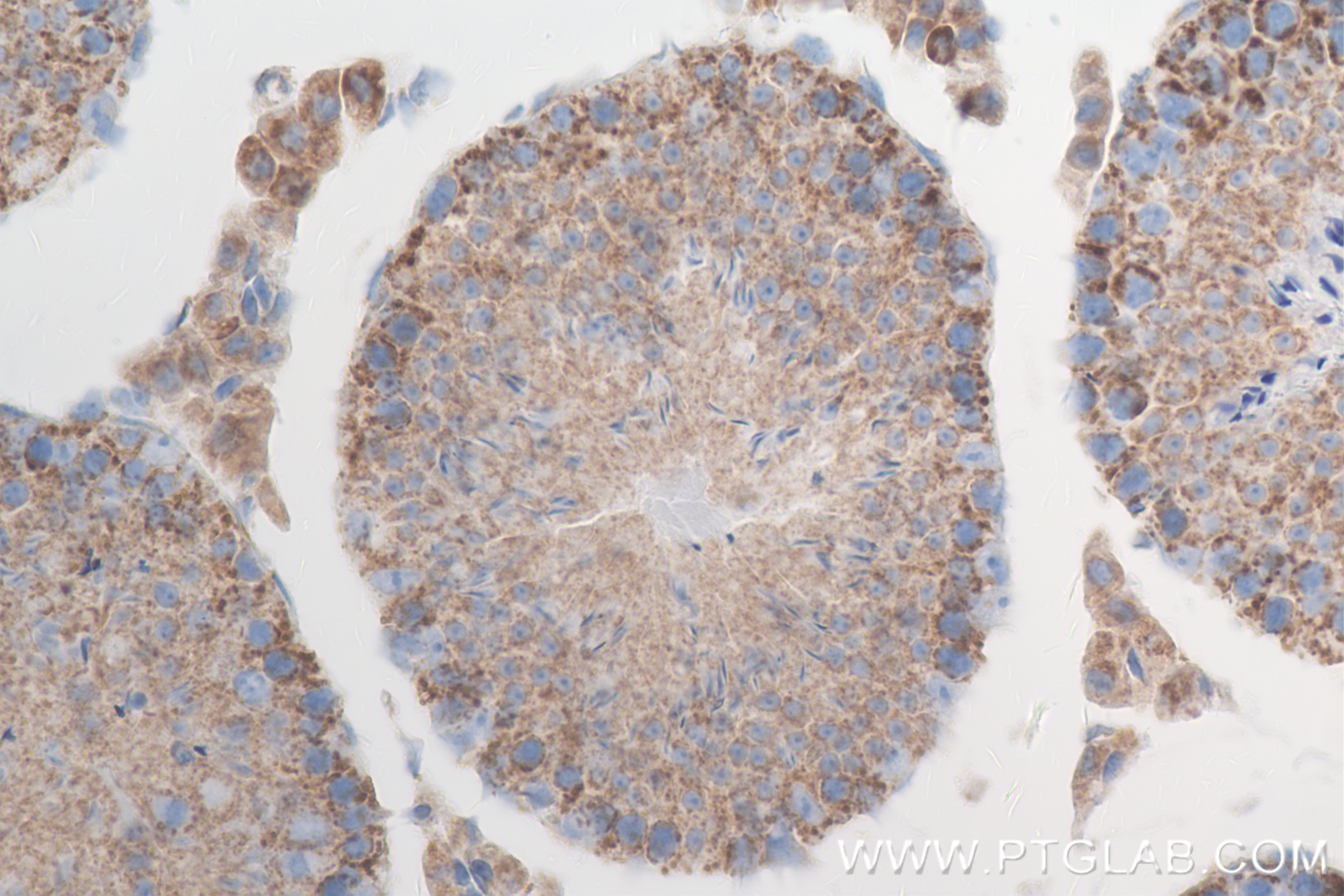 Immunohistochemistry (IHC) staining of mouse testis tissue using SPAG4-Specific Recombinant antibody (84842-1-RR)