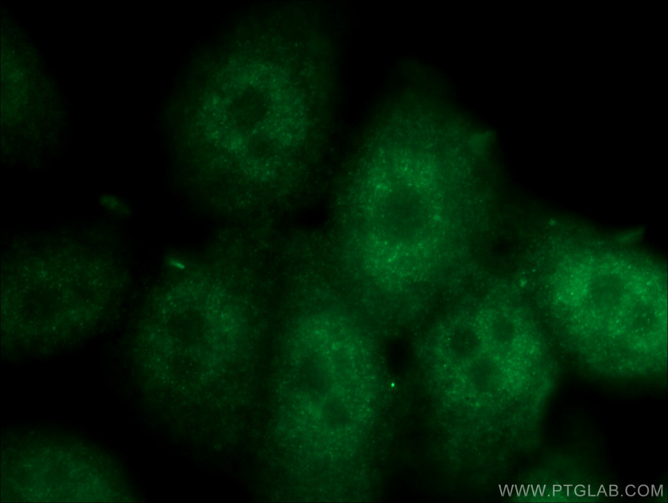Immunofluorescence (IF) / fluorescent staining of PC-3 cells using SPAG4L Polyclonal antibody (17495-1-AP)