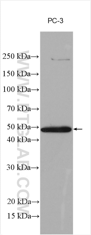 Western Blot (WB) analysis of various lysates using SPAG4L Polyclonal antibody (17495-1-AP)