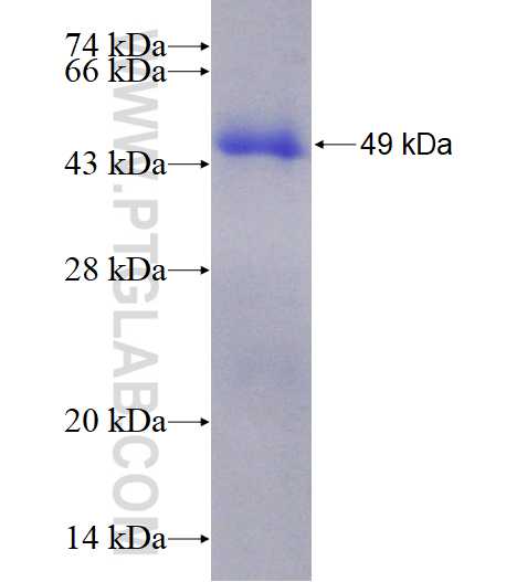 SPAG4L fusion protein Ag11629 SDS-PAGE