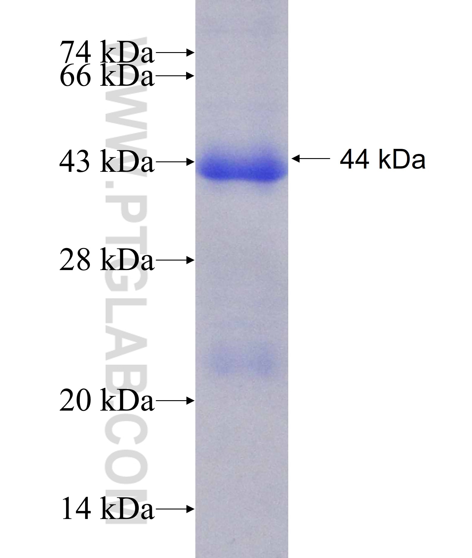 SPAG4L fusion protein Ag11629 SDS-PAGE