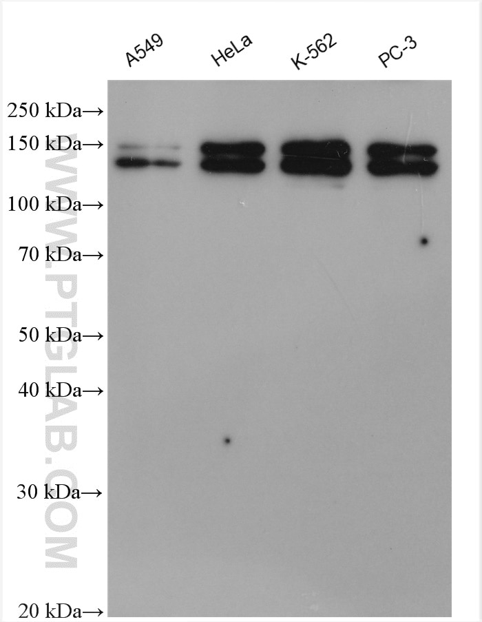 Western Blot (WB) analysis of various lysates using SPAG5 Polyclonal antibody (14726-1-AP)