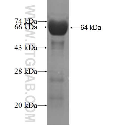 SPAG5 fusion protein Ag6485 SDS-PAGE