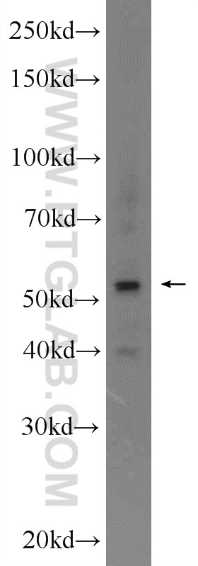 Western Blot (WB) analysis of mouse testis tissue using SPAG6 Polyclonal antibody (12462-1-AP)