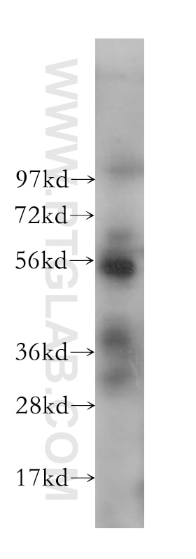 Western Blot (WB) analysis of PC-3 cells using SPAG6 Polyclonal antibody (12462-1-AP)