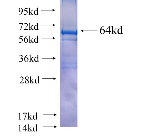 SPAG6 fusion protein Ag3130 SDS-PAGE