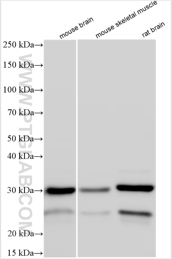Western Blot (WB) analysis of various lysates using SPAG7 Polyclonal antibody (16294-1-AP)