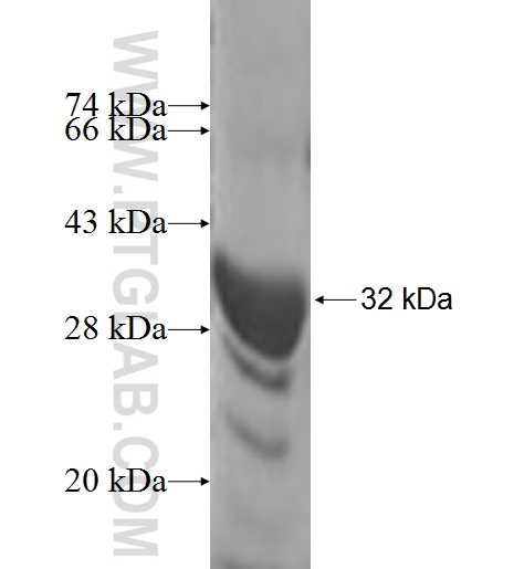 SPAG7 fusion protein Ag9471 SDS-PAGE