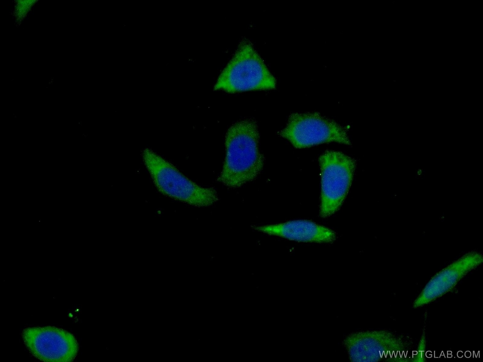 Immunofluorescence (IF) / fluorescent staining of PC-3 cells using SPAG8 Polyclonal antibody (13915-1-AP)