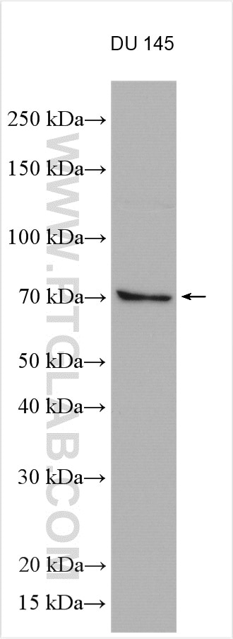 Western Blot (WB) analysis of various lysates using SPAG8 Polyclonal antibody (13915-1-AP)