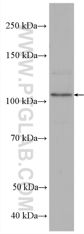 Western Blot (WB) analysis of NIH/3T3 cells using SPAG9 Polyclonal antibody (24423-1-AP)