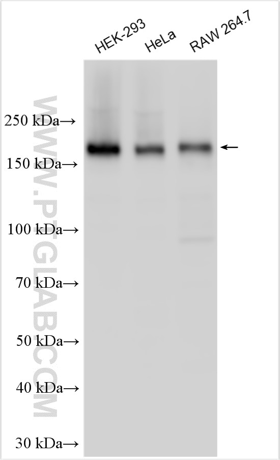 Western Blot (WB) analysis of various lysates using SPAG9 Polyclonal antibody (24423-1-AP)