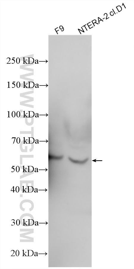 WB analysis using 11208-1-AP Western Blot (WB) analysis of various lysates using SPAM1 Polyclonal antibody (11208-1-AP)
