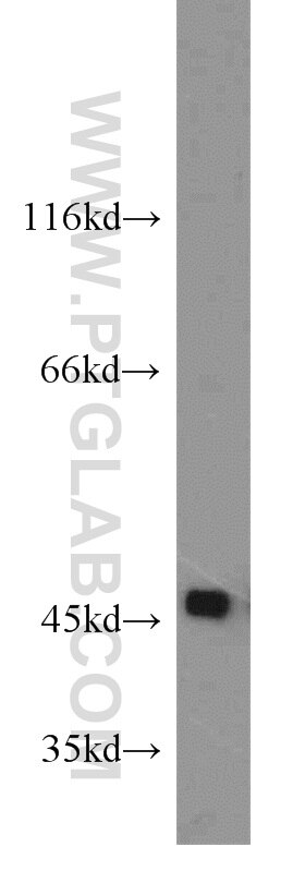 Western Blot (WB) analysis of PC-3 cells using SPAM1 Polyclonal antibody (11208-1-AP)