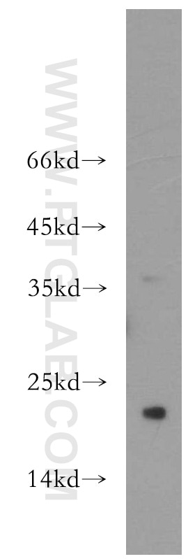 Western Blot (WB) analysis of human testis tissue using SPANXC Polyclonal antibody (11957-1-AP)