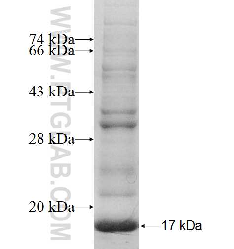SPANXE fusion protein Ag8572 SDS-PAGE