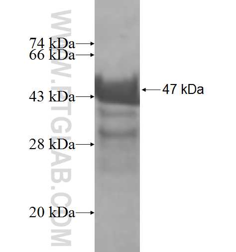 SPANXN3 fusion protein Ag9870 SDS-PAGE