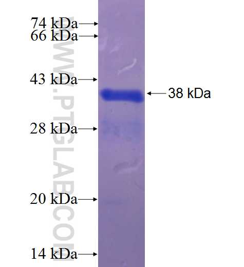 SPANXN4 fusion protein Ag23383 SDS-PAGE