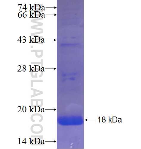 SPANXN4 fusion protein Ag23395 SDS-PAGE