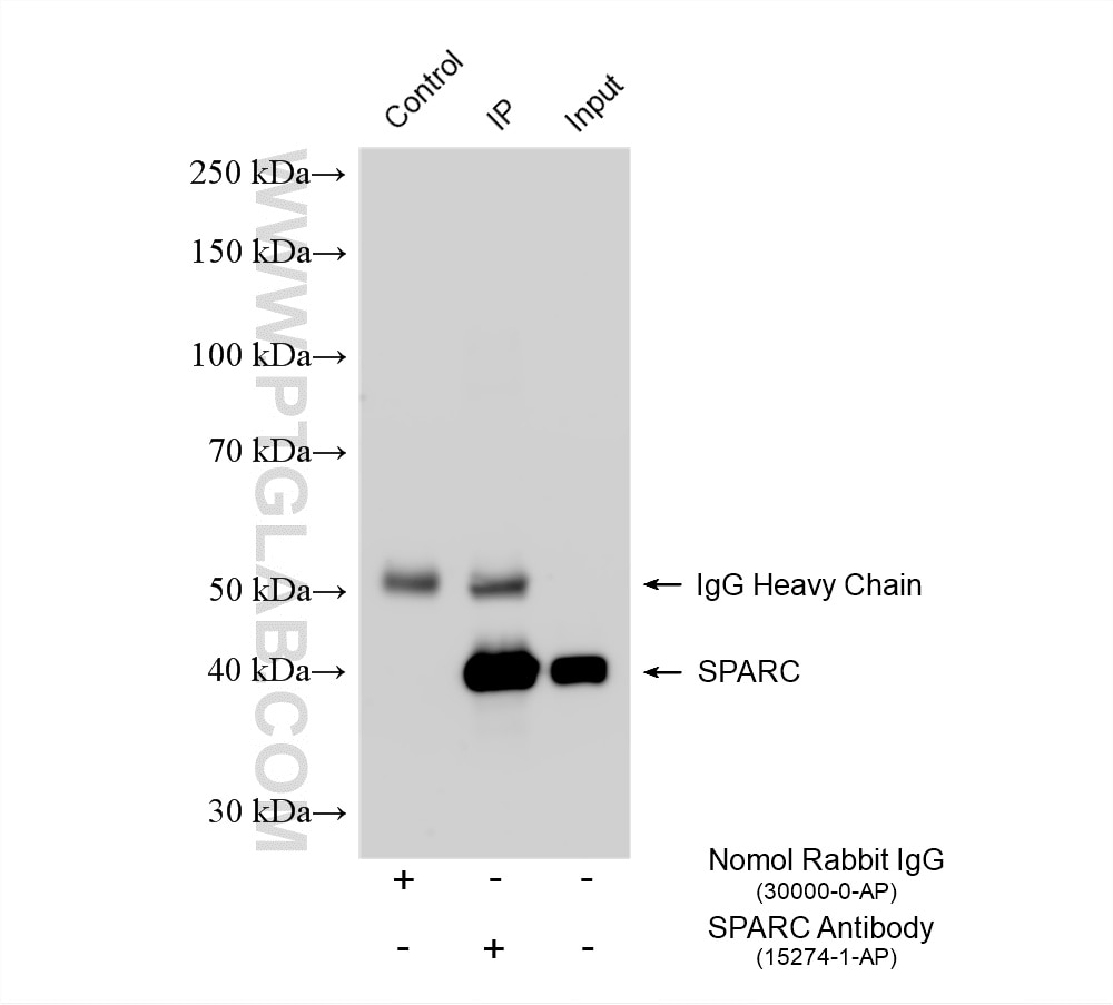 Immunoprecipitation (IP) experiment of A375 cells using SPARC Polyclonal antibody (15274-1-AP)