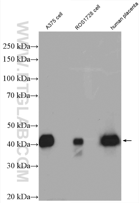 Western Blot (WB) analysis of ROS1728 cells using SPARC Polyclonal antibody (15274-1-AP)