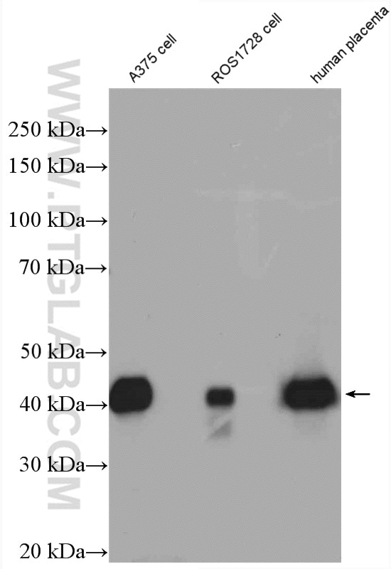 WB analysis of ROS1728 using 15274-1-AP