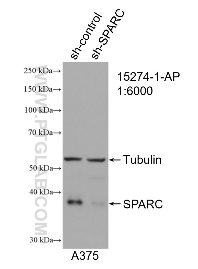 Western Blot (WB) analysis of A375 cells using SPARC Polyclonal antibody (15274-1-AP)