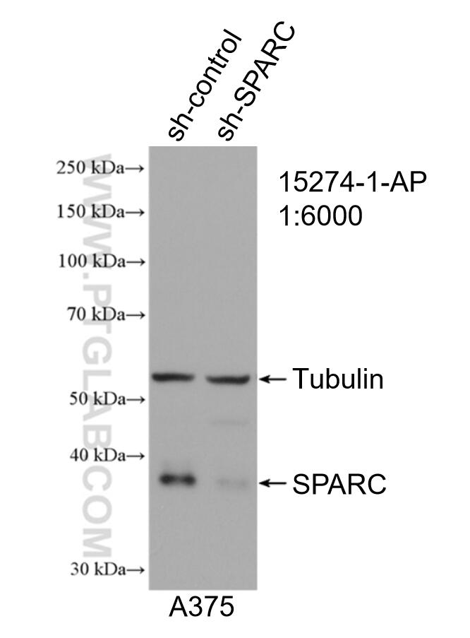 WB analysis of A375 using 15274-1-AP